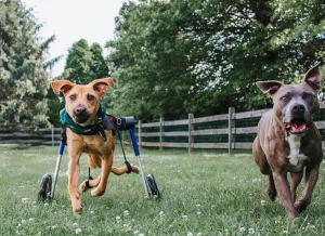Cadeira de rodas de cachorro para pit bull com acl rasgado