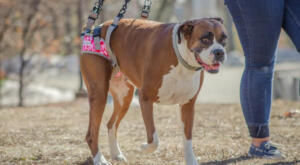 Bella is walking with her Walkin’ Lift Rear Harness, a Harness for dogs with hind leg weakness