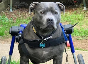 Grande cadeira de rodas de pit bull com deficiência