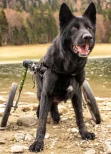 A German Shepherd lakeside with degenerative myelopathy uses a dog wheelchair to live longer life