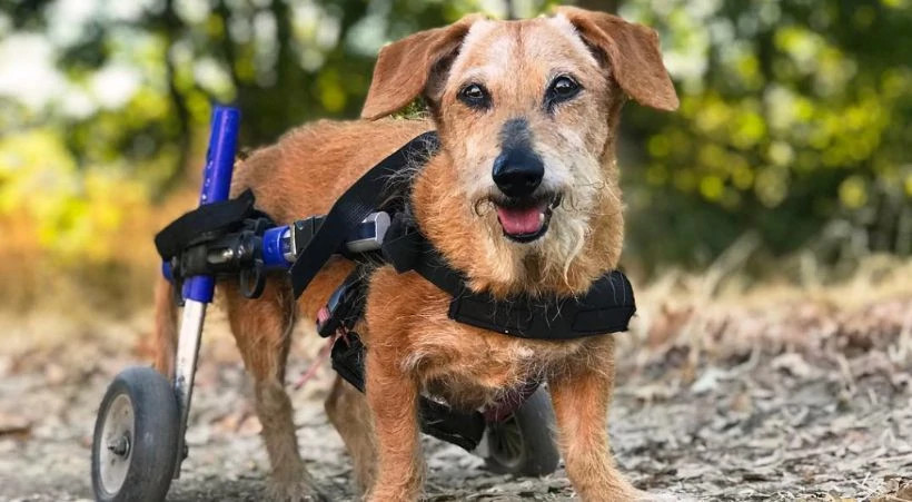 Senior wire-hair dachshund with arthritis uses dog wheelchair to improve mobility
