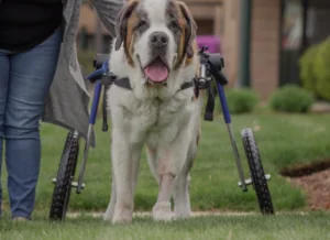Large dog wheelchair for weak back legs