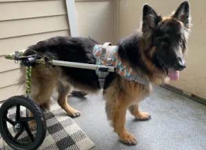 German Shepherd struggling to walk and run using a dog wheelchair to improve mobility