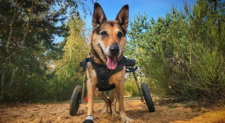 Paralyzed German Shepard in his camo wheelchair in lush nature surroundings.