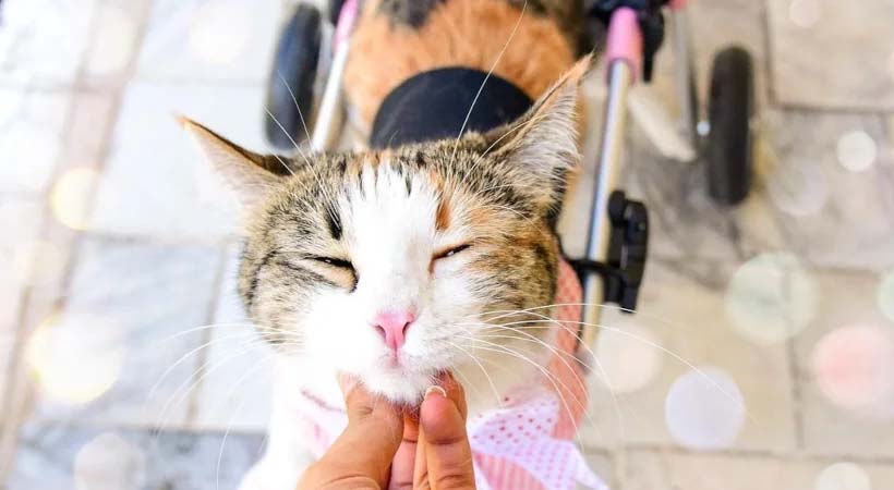 a kitty enjoying chin scratches in her pink wheelchair