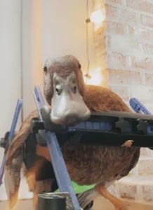 duck wheelchair