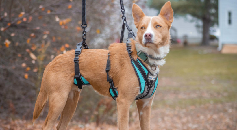 Lifting support harness for dog with weak legs