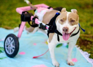 Staffordshire Terrier needs wheelchair