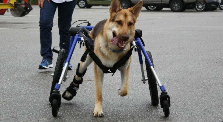 German Shepard Dog in her Quad Wheelchair from Walkin' Pets