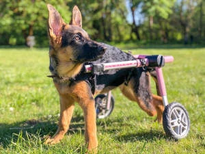 german shepherd wheelchair