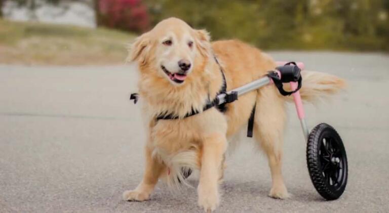 Libby, the Golden Retriever getting around with the aid of her wheelchair