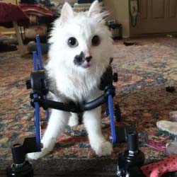 A sweet paralyzed cat named Lil' Nilla in her quad wheelchair