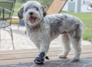 Walkin' Pets front splint for small dog leg and paw support aid