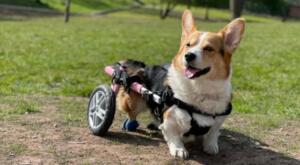Morus the Corgi in his pink wheelchair and rear booties