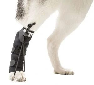 dog paw knuckling in rear leg