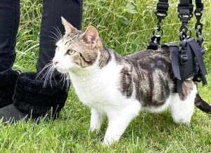 Cat in rear support harness with paralyzed hind legs enjoying the outdoors