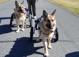 German shepherds extend life expectancy by walking and staying active with a dog wheelchair