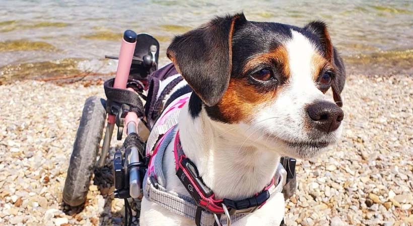 Handicapped dog living the life at the lake in her small pink Walkin' Wheels