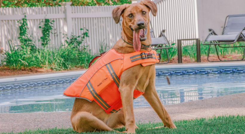 Dog practices swim safety with a dog life jacket