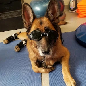 German Shepherd gets rehab help for paw placement and knuckling