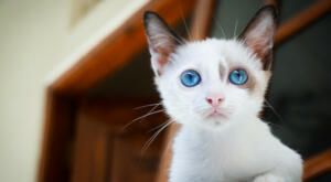 pretty Blue Point Siamese kitty with sky-blue eyes