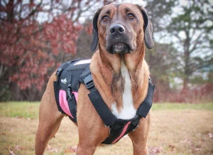 Large dog outdoors in her pink back brace for ivdd, Walkin' vertebraVe
