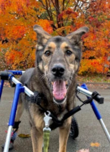Full Support Wheelchair for large dog with DM