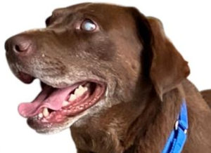 Blind Labrador retriever with glaucoma