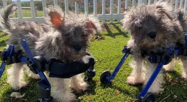 two cute pups playing in the backyard in their blue quad Walkin' Wheels