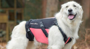 Dog back brace for IVDD supportLarge dog model