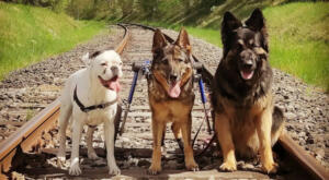 3 dogs hiking on the rails one dog, a GSD in her Walkin' Wheels