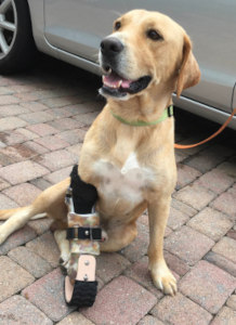 Artificial limb for an amputee dog