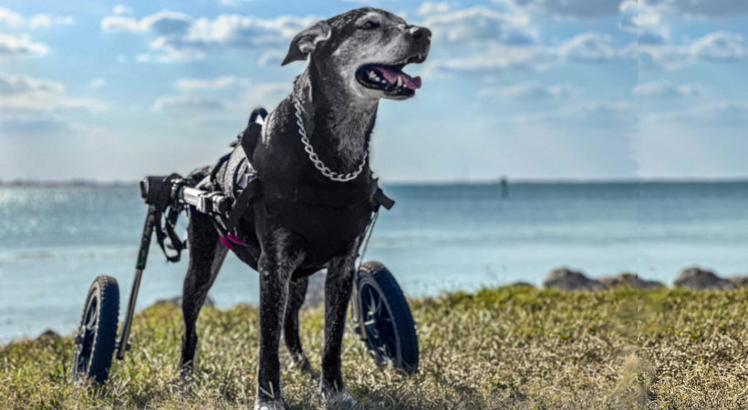 Older dog in Walkin' Wheels camo colored wheelchair with ocean in the background