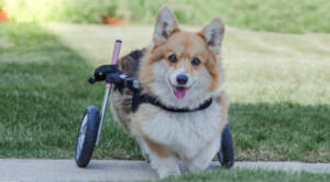 Coco the Corgi in her pink wheelchair