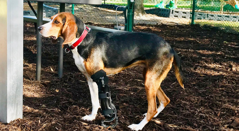 Hound dog with a Front leg dog prosthetic for missing front limb