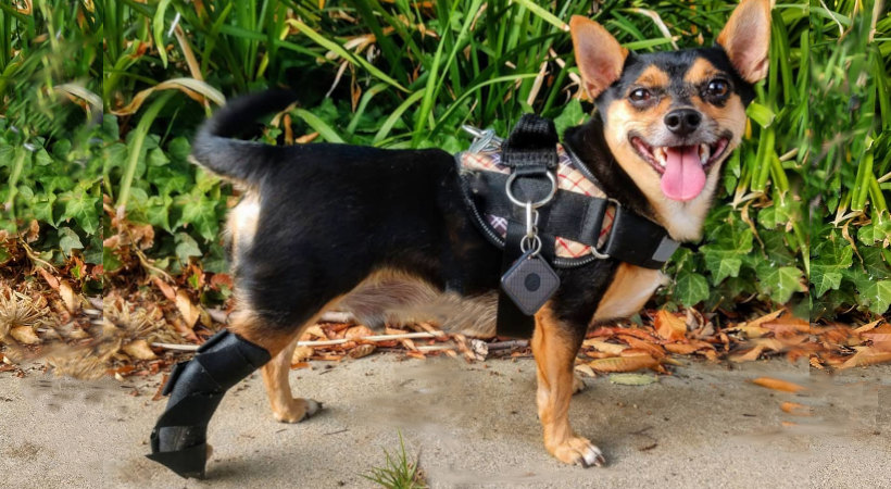 small dog modeling a hind leg brace and harness