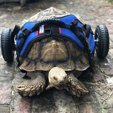 walkin' wheels tortoise wheelchair