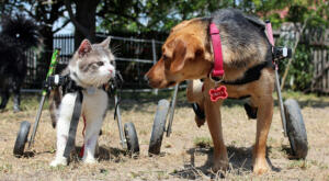 A cat and dog both in their Walkin' Wheels