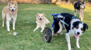 four dogs on a special needs pet playdate