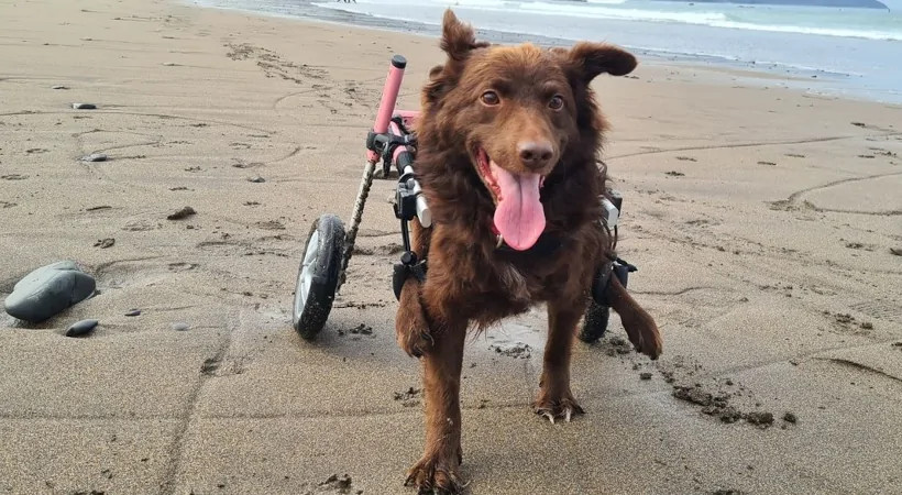 Rita, a paralyzed dog that suffers from leg tremors is enjoying the beach in his Walkin' Wheels