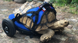 Metabolic Bone Disease a Tortoise Gets Wheelchair and is able to walk