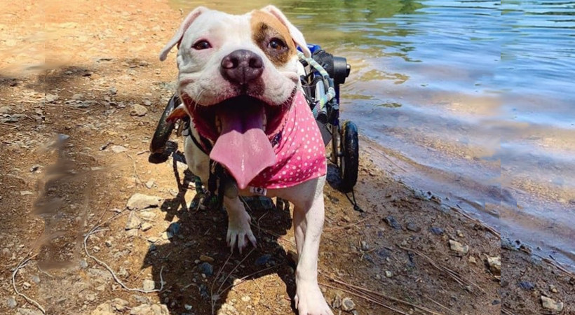 Willow the Pit Bull in her wheelchair at the lake