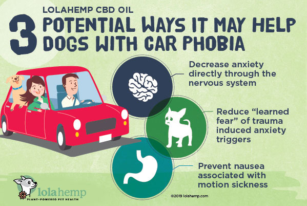 help dog with car fear