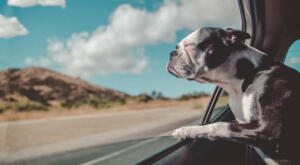 a Boston terrier with his head catching the breeze from the car window.