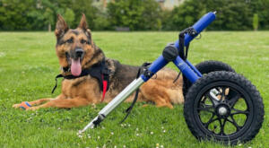 disabled german shepherd posing with his wheels by his side