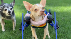 Two Chihuahua's in their backyard. One in her Walkin' Wheels the other a senior pup.