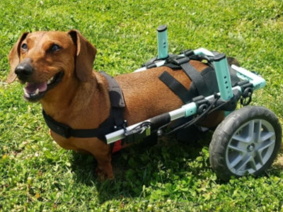 dachshund wheelchair for paralyzed dachshund