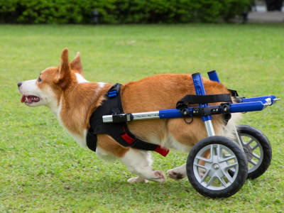 Crogi wheelchair by Walkin' Pets