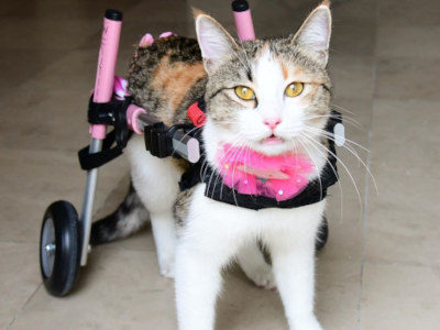 cat wheelchair for paralyzed feline