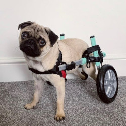 Wheelchair dog on carpet